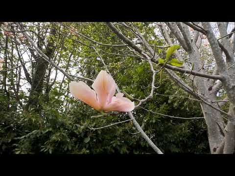 Three Magnolias at Caerhays in April.