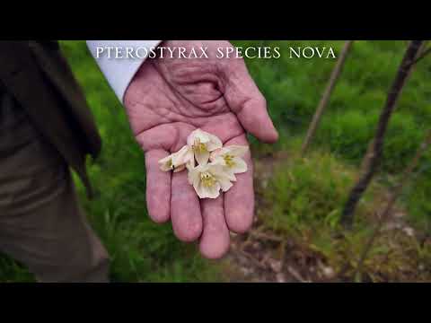 Pterostyrax species nova