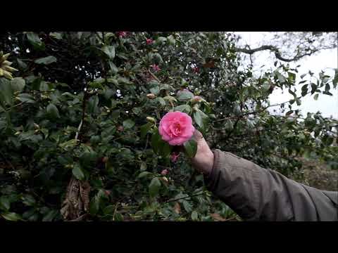 Early flowering forms of camellia williamsii