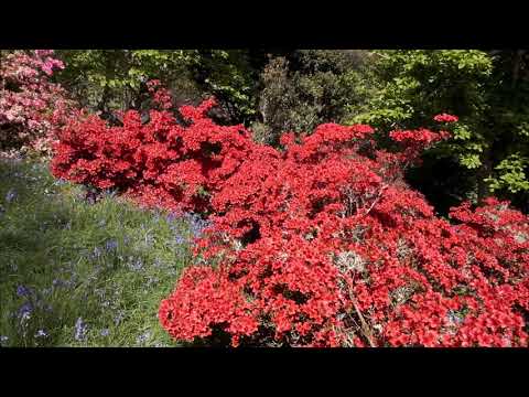 Three azaleas - Caerhays