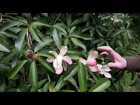 Manglietia / Magnolia insignis flowering for the first time - Caerhays