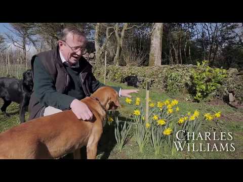 Tin Garden daffodils - Caerhays Estate