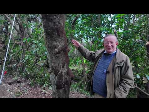 Laurel hedge pruning &amp; tree fern