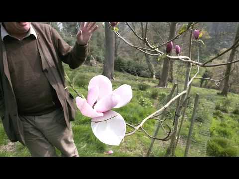 Magnolia &#039;Tikitere&#039; - Caerhays Gardens