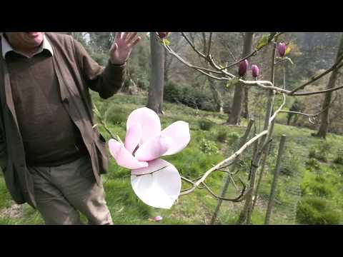 Magnolia &#039;Tikitere&#039; - Caerhays Gardens