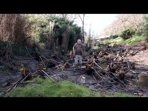 Gunnera manicata and the RHS Defra ban