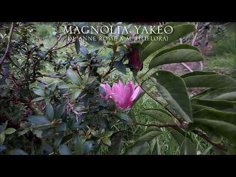 Secondary Flowering in Magnolias Part 2