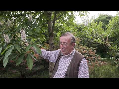 Cornus and Aesculus at Caerhays