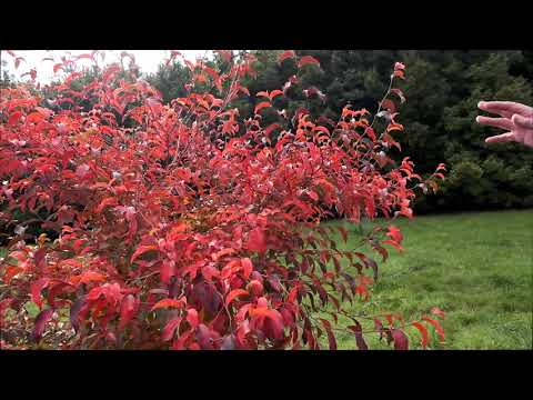 Stewartia colours in autumn - Caerhays