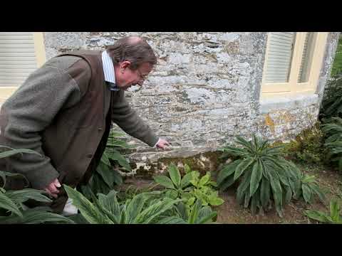 Echium - Burncoose Nurseries