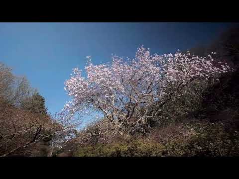 Magnolias on the drive in March