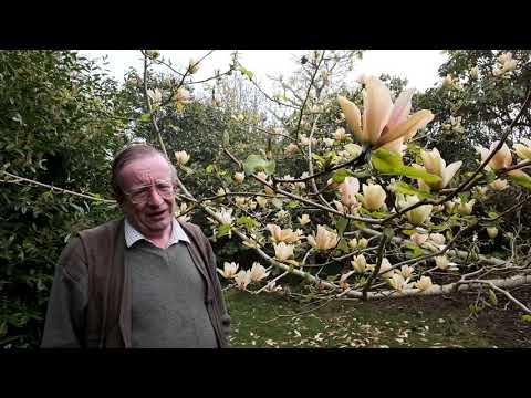 Magnolia &#039;Tropicana&#039; - Caerhays Estate