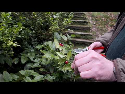 Five different species of Sarcococca - Caerhays