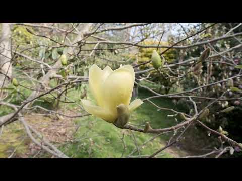 Best yellow magnolias - Caerhays