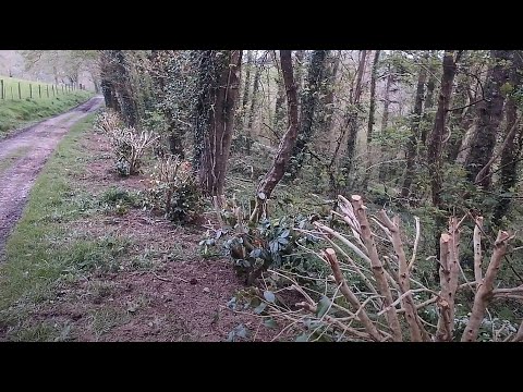 Windbreak camellias and how to move them