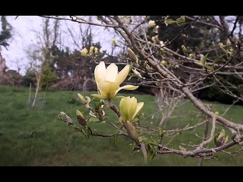 Yellow magnolias are out at Caerhays
