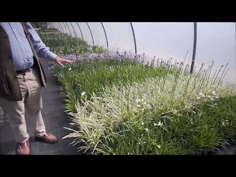 Agapanthus tunnel - Burncoose in June