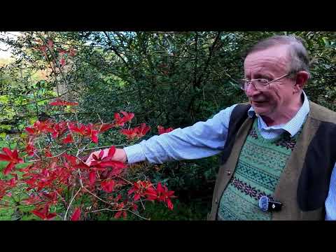 Autumn colour and some secondary flowers on species of Enkianthus