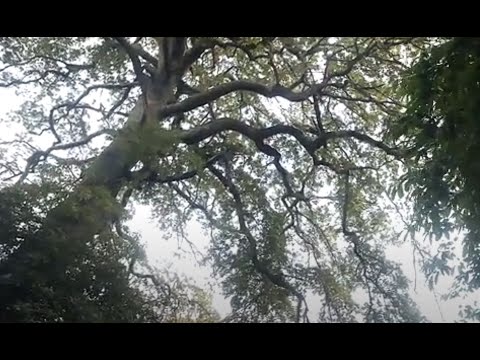 The sad necessity of felling a huge mature Turkey oak tree