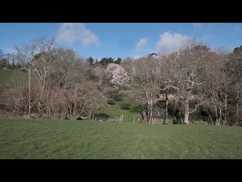 Old Park Wood - Caerhays Estate