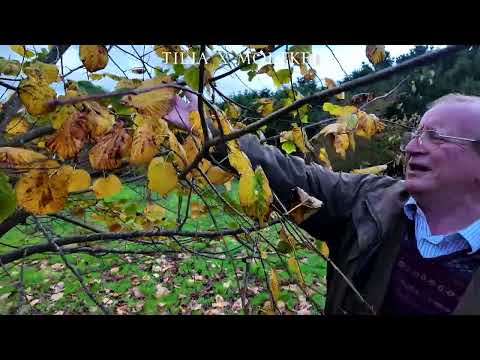 Autumn colour on different species of Tilia (Lime) Trees