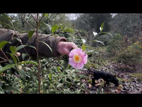 Camellia sasanqua at Caerhays - Part 3