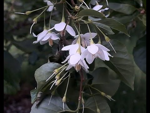 More unusual species and clonal varieties of Styrax