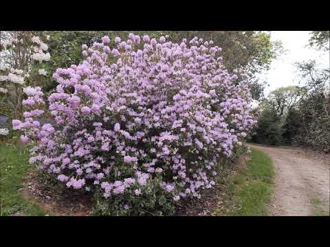 Azaleas &amp; Rhododendrons at Caerhay in April