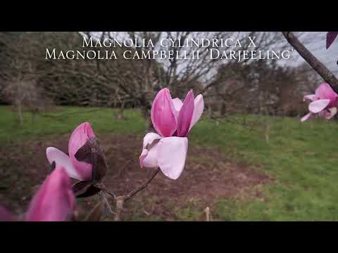 New magnolia hybrids at Caerhays
