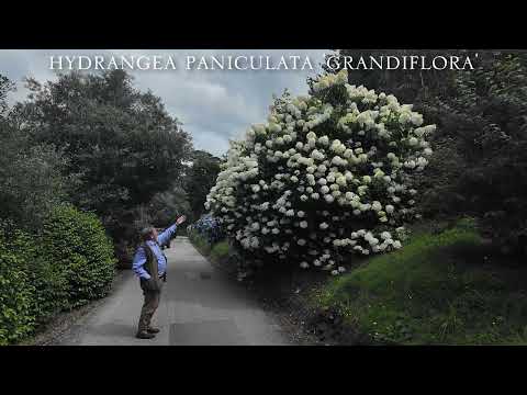 Hydrangea paniculata varieties
