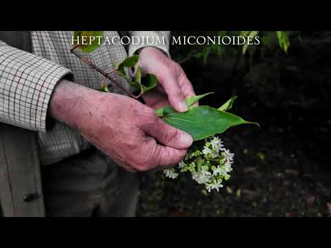 Heptacodium miconioides
