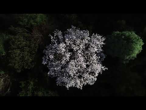Magnolia Month drone footage