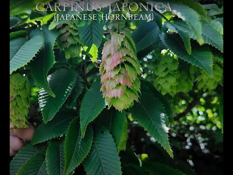 Carpinus species - (Hornbeam)