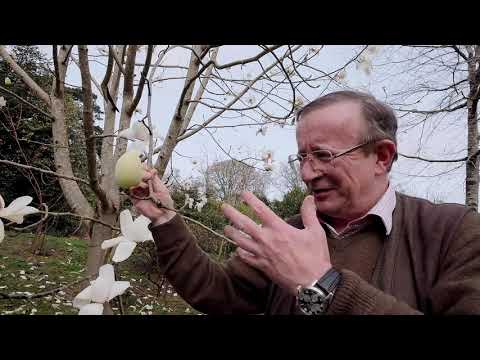 Magnolia campbellii &#039;Alba&#039; - at Caerhays Estate