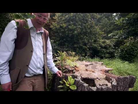 Unusual Natural Regeneration in rotting tree stump