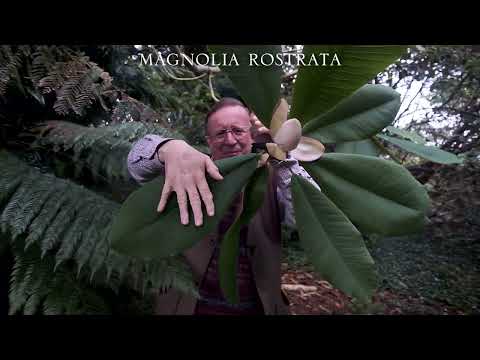 Magnolia rostrata in flower