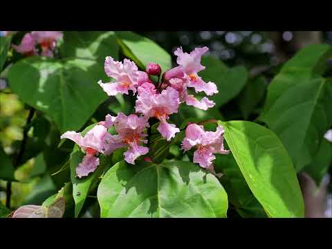 Catalpa species at Caerhays