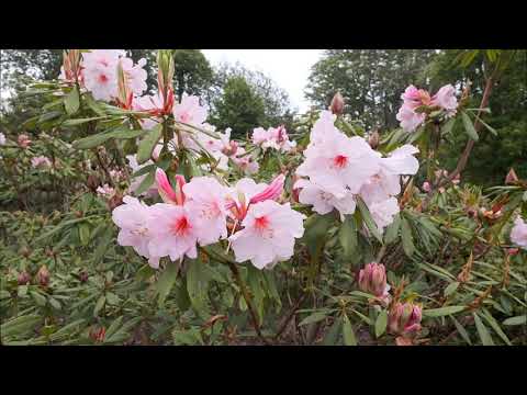 Garden Visit in June - Caerhays