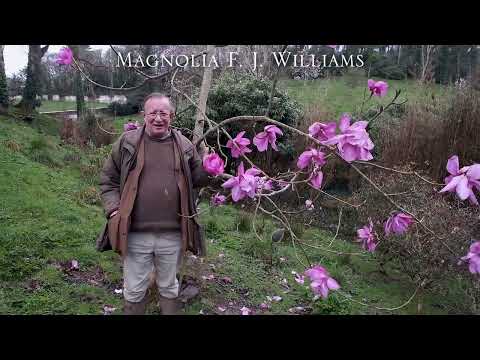 Magnolia FJ Williams - first time flowering