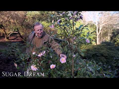 New hybrid Camellia sasanqua varieties - Burncoose Nurseries
