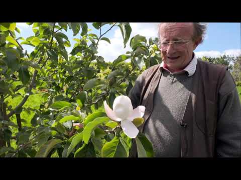 Four magnolias out at Caerhays