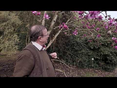 Magnolia &#039;Lanarth&#039; NZ - Caerhays