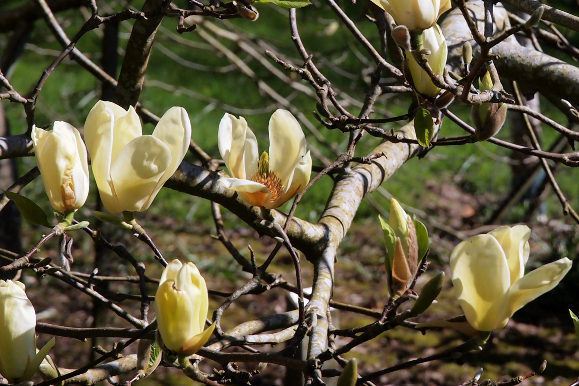 MAGNOLIA_yellow_BIRD main