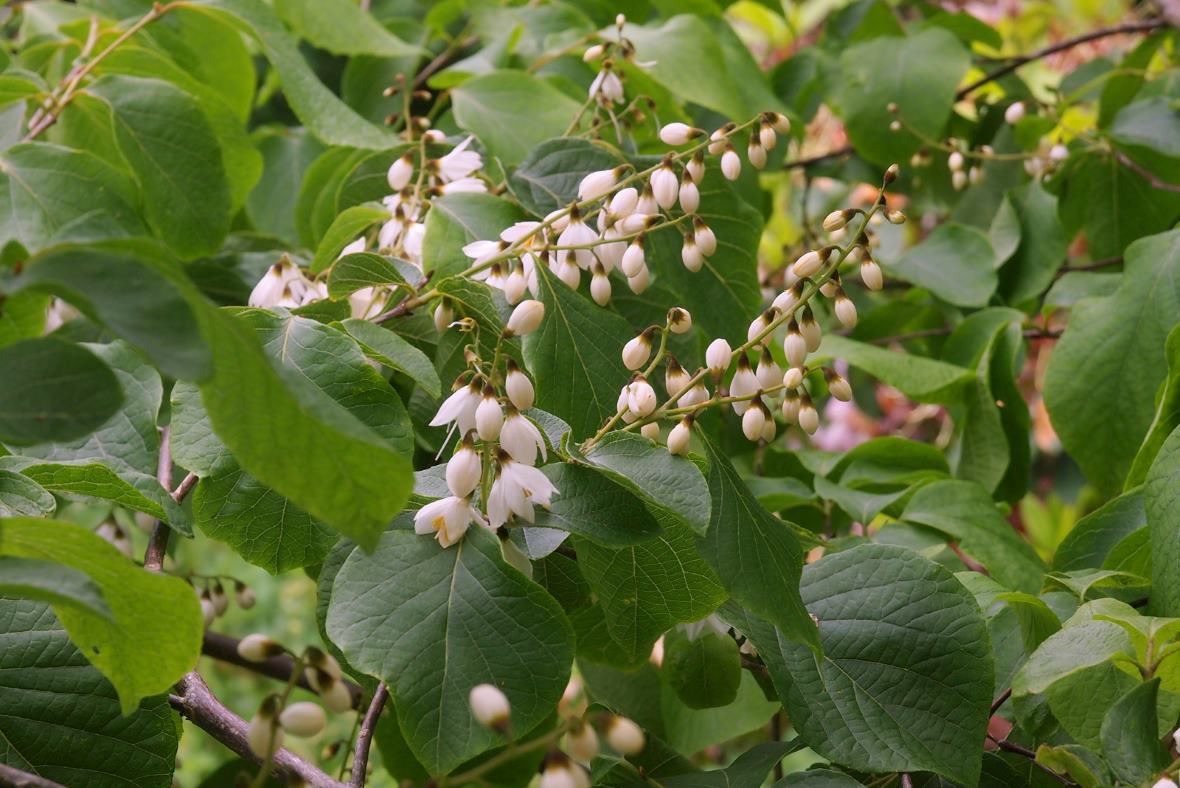 Unusual Evergreen Shrubs At Caerhays Rhs Lecture 