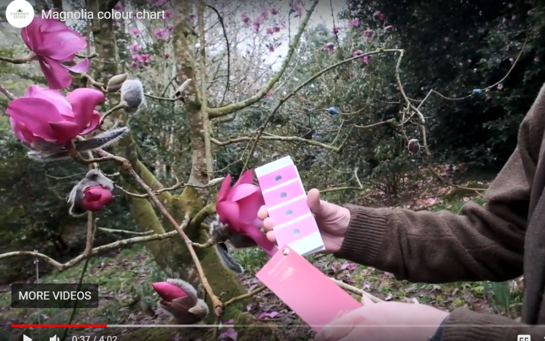 RHS Magnolia colour chart- vlog 17/02/2019