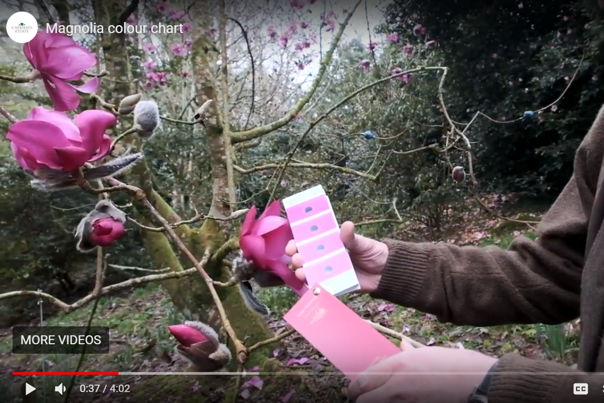 Magnolia Colour Chart Charles Williams Vlog Caerhays Estate