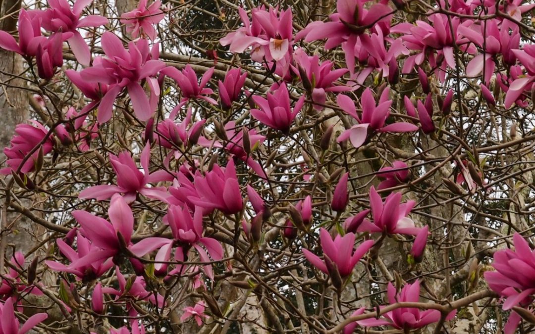 Magnolia 'Caerhays Surprise' vlog