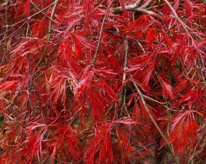 Acer palmatum dissectum ‘Crimson Queen’