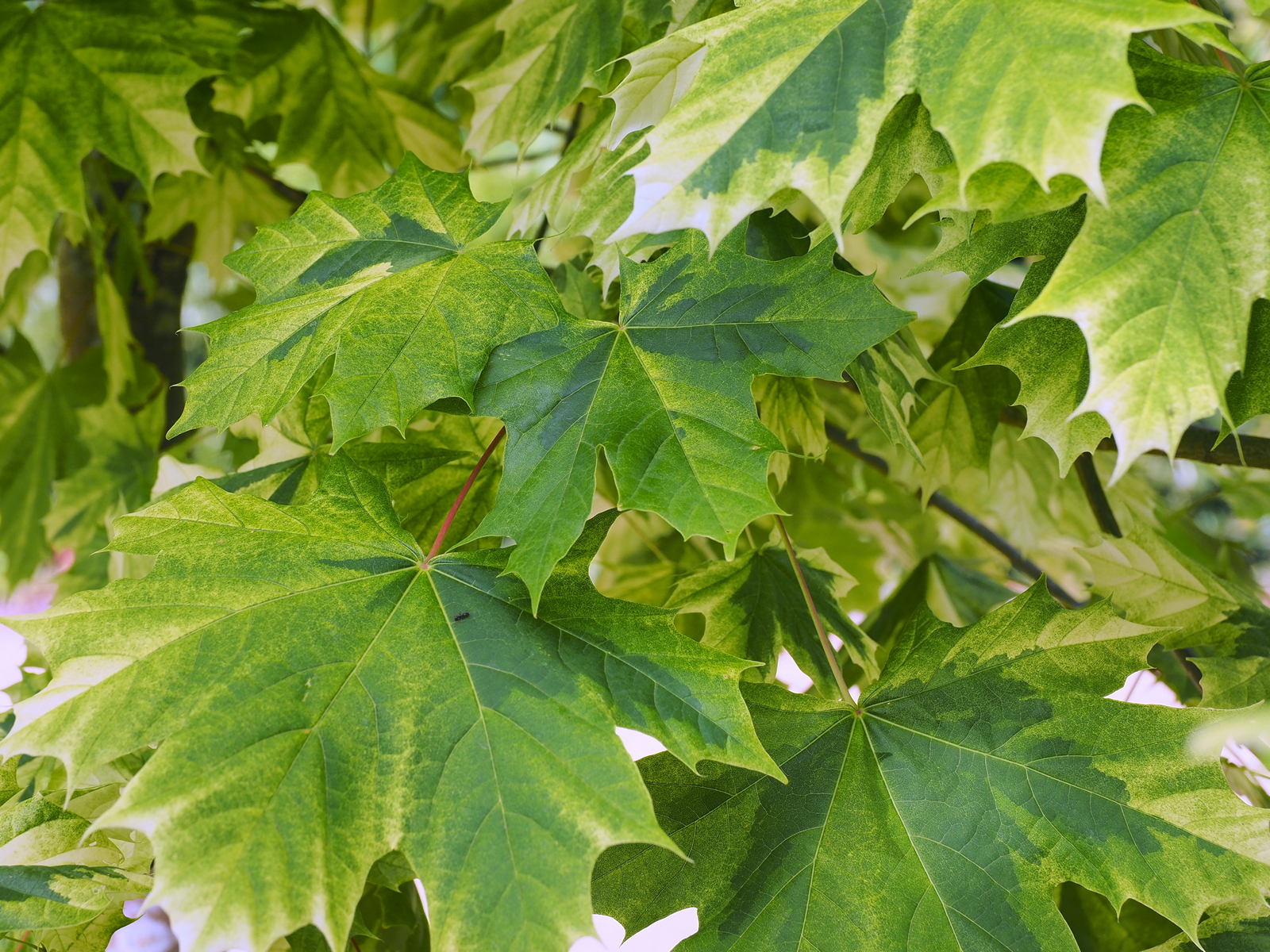 Acer pseudoplatanus  'Simon Louis Frères'
