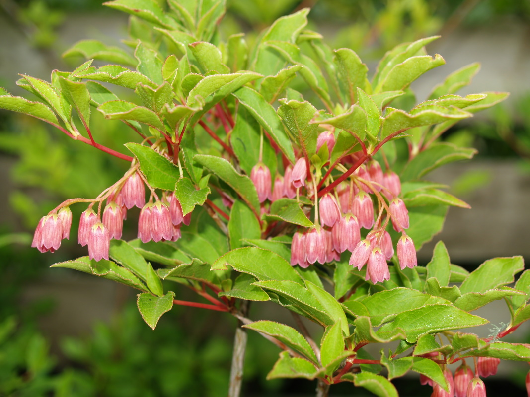 Image of Enkianthus pauciflorus, few-flowered enkianthus